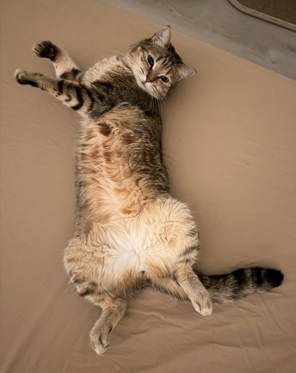 неизвестный котолог 🇮🇱 tweet media