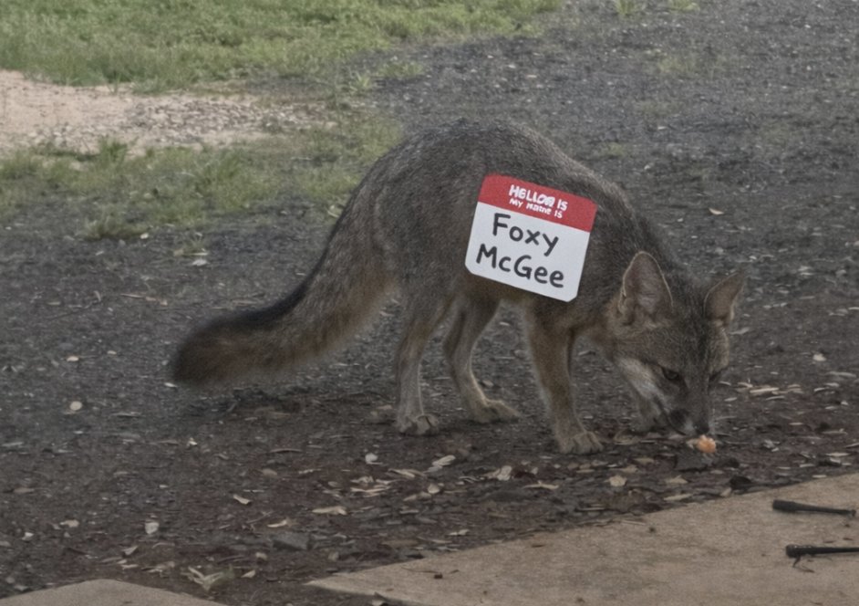 Neville Medhora tweet media
