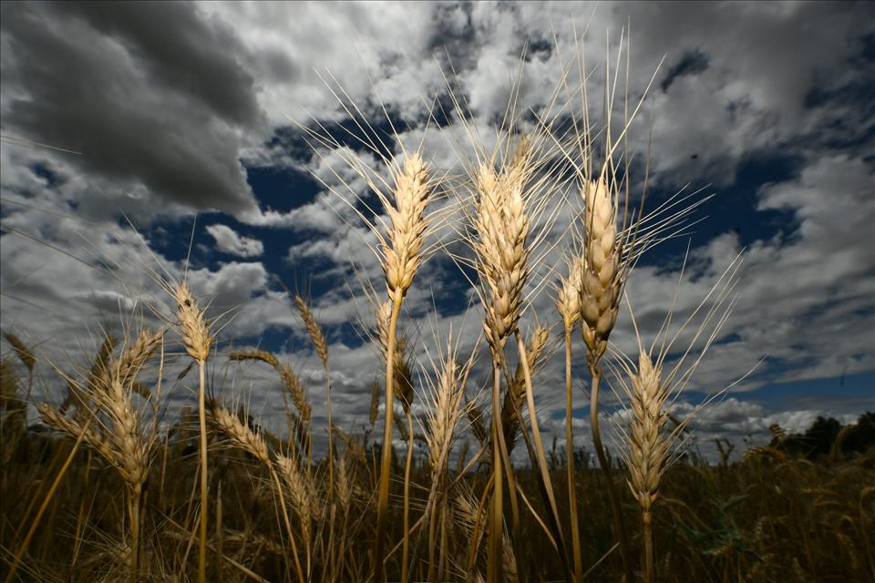 MENAFN's tweet image. Albanese And Indonesian Governments Land Fertiliser Supply Deal For Farmers #Albanese #Indonesian #Governments #Land #Fertiliser #Supply #Deal #Farmers #Food #Flowers #Storm #Climate #Change #Earthquake dlvr.it/TS4K5D