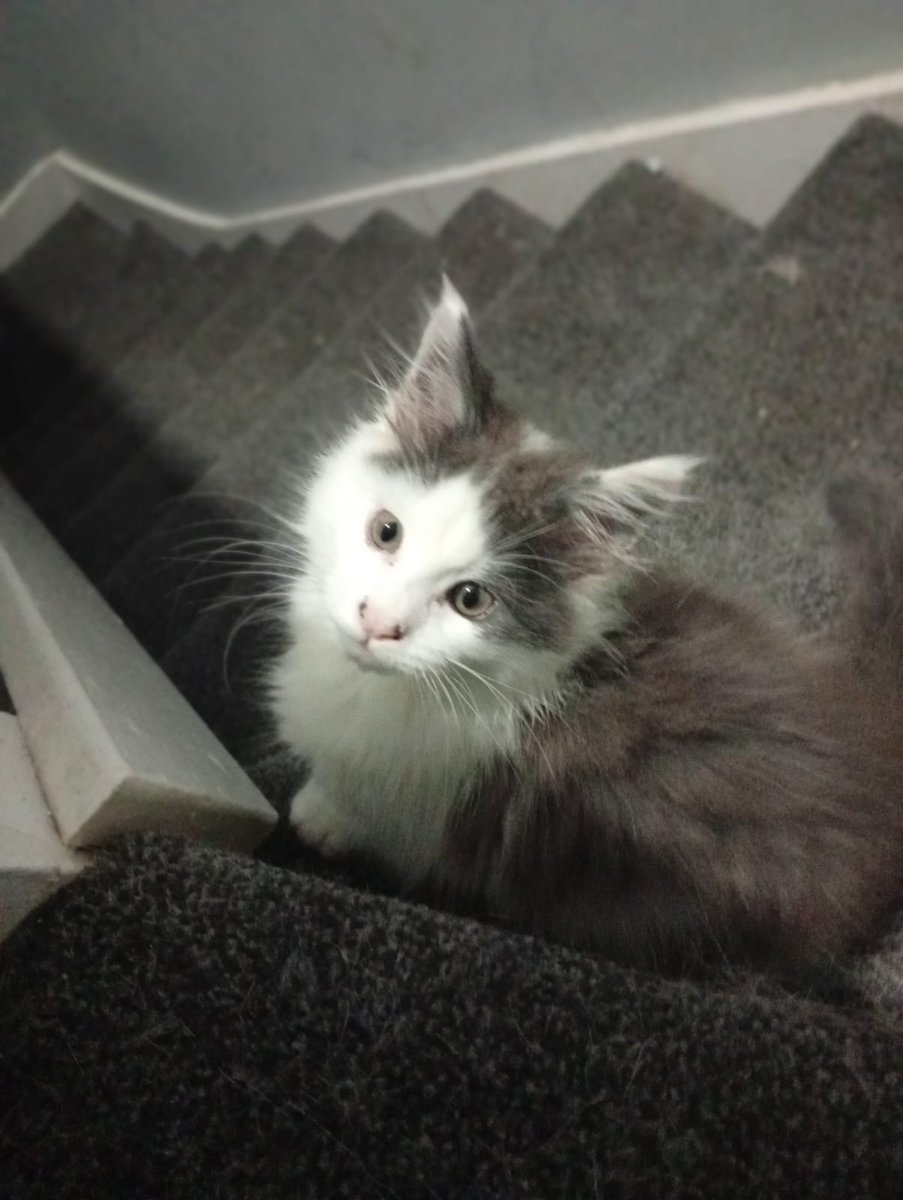 monkeyinawig's tweet photo. @emmakennytv the latest addition to my fur family Kimbyrleigha the maine coon kitten she is 3.5 months old and already the same size as my Bengal Raven aka Demon kitty. My Northern Inuit Daenerys thinks she is her baby lol. Hoping to get a ticket to see u in Aberdare and see pete https://t.co/AifNMkLW3c