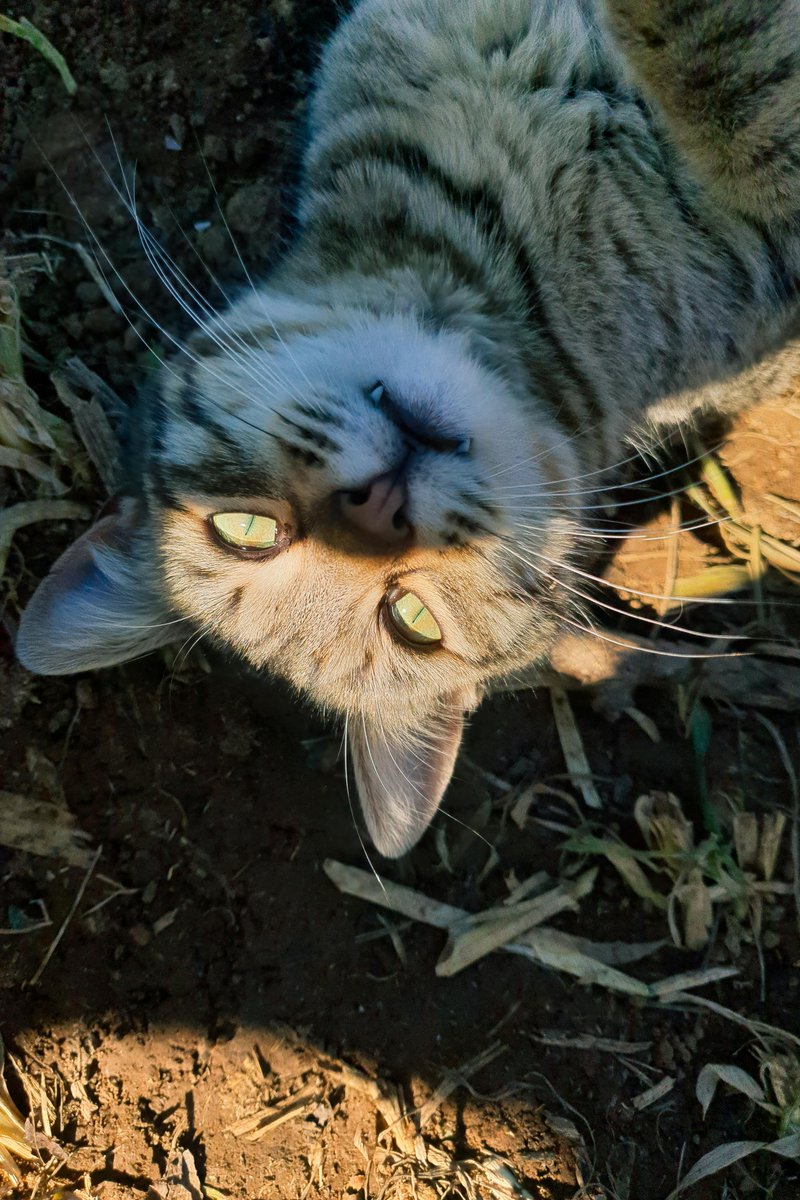 HyperLiquidX | Event Is live! tweet media