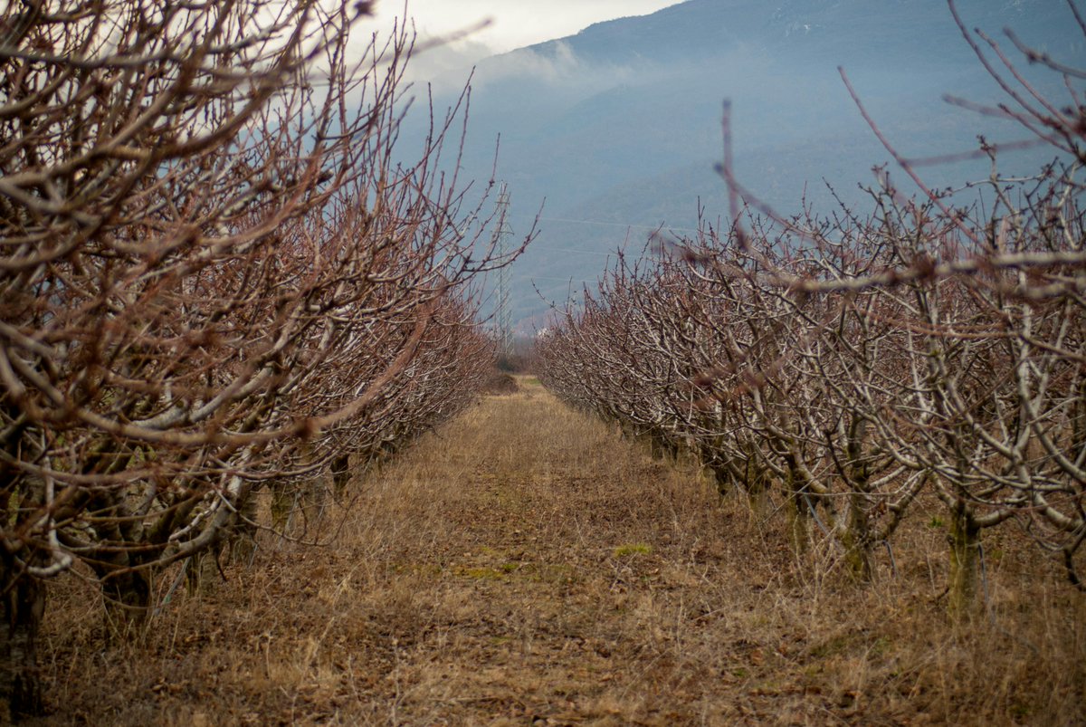 ahsan habib tweet media