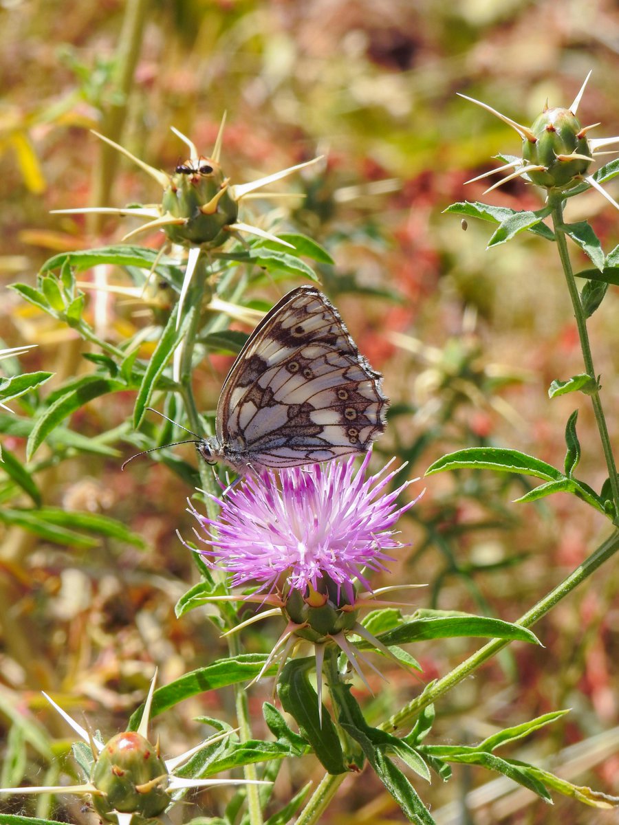 HyperLiquidX | Event Is live! tweet media