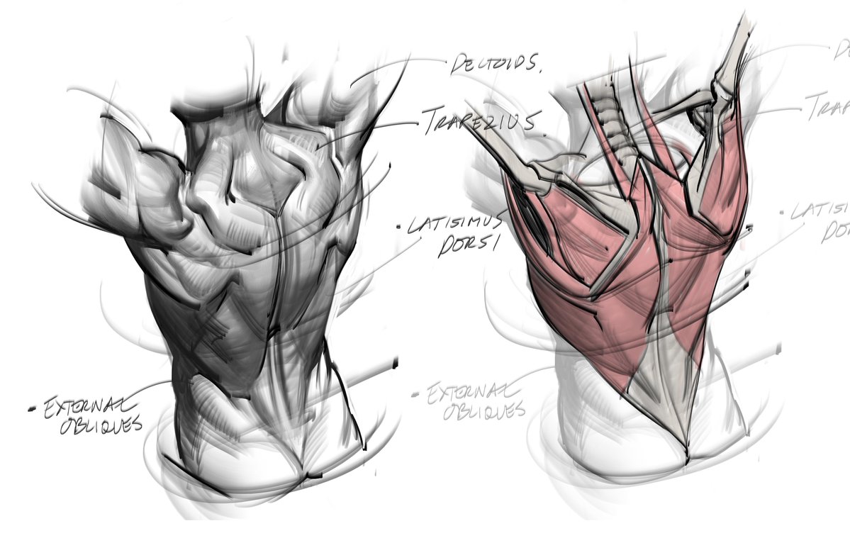 saqomolo's tweet image. Back muscles! #backmuscles #anatomy #humananatomy #sketches #doodles #figuredrawing #gesturedrawing #spine #scapulae #trapezius #lats #shoulders #teresmajor #teresminor #infraspinatus