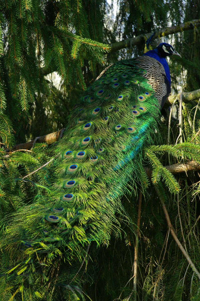 james bryan acain tweet media