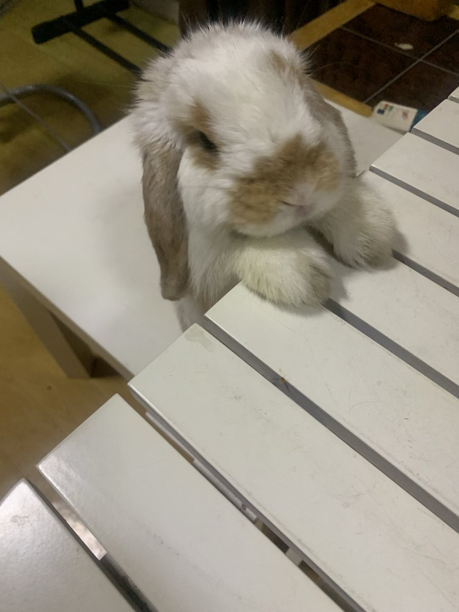 NATSU🐰P. 🛼🎀 A15-16 #CA11 tweet media