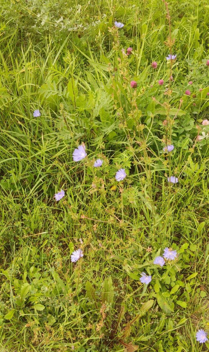 radeto15's tweet photo. Nature's canvas is painted in shades of blue today. 🌼 https://t.co/J79aiOGcZb