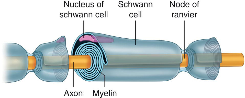 Robert O. Becker discovered the body's second electrical system.

Unlike action potential caused by ion channels in nerves.

These Direct Current (DC) signals travel through Schwann cells (around nerves), and correlate with the Meridian system.