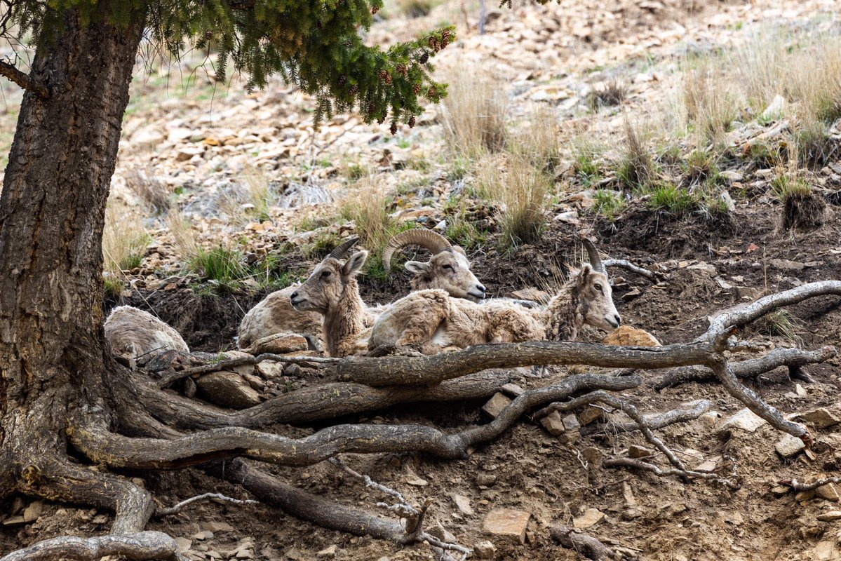 Scotty the Dude tweet media