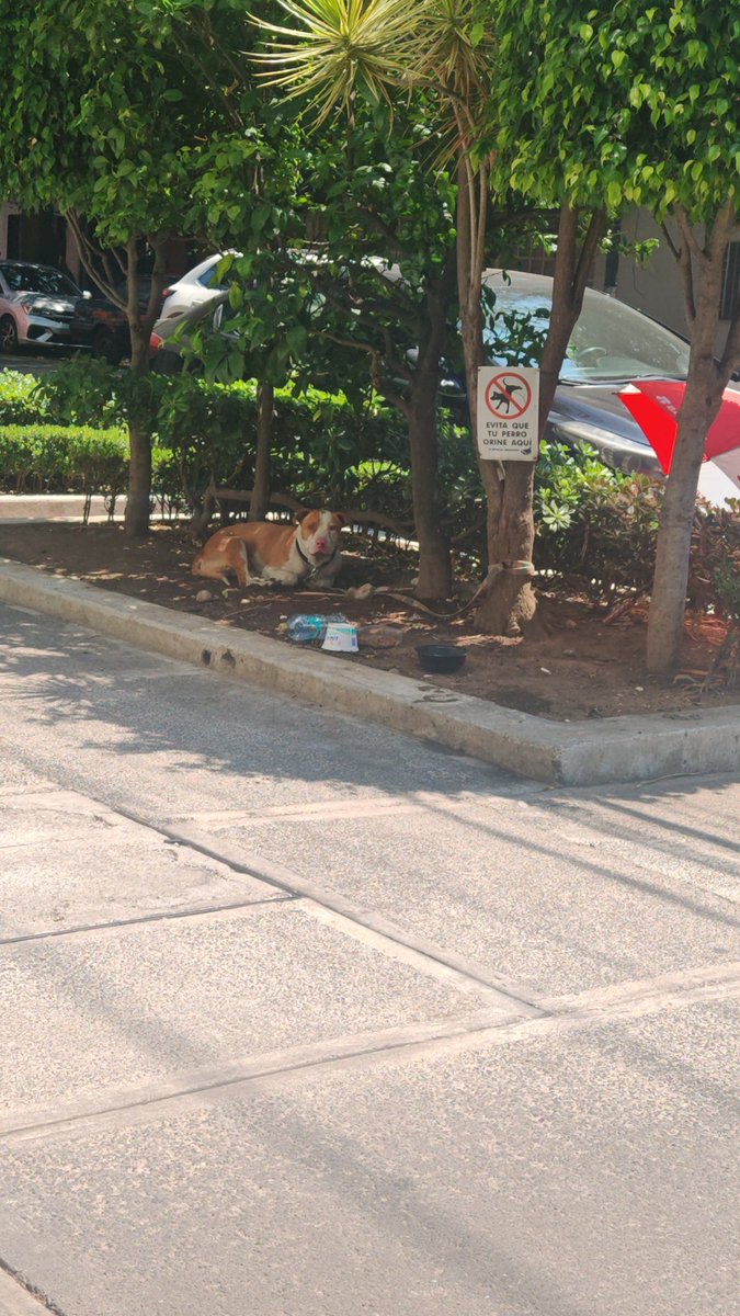 adriana springall tweet media