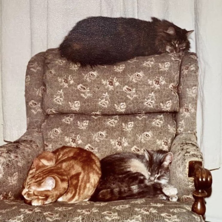 BryanMarquard's tweet image. Cat interlude between dog years -- #throwbackthursday to 44 years ago, when I shared a Vermont apartment with Emily (gray), and two from her first litter: Ingmar (gold) and Mimosa (up top). I'm glad they let me stick around and feed them. #cats