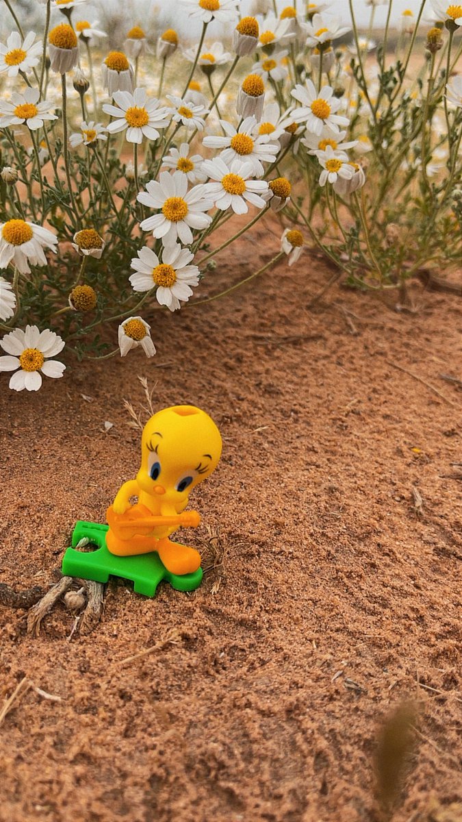 عبدالعزيز tweet media