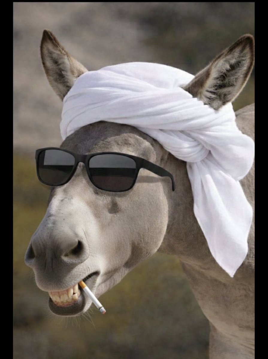 شذى الحارقة 🇸🇦 tweet media