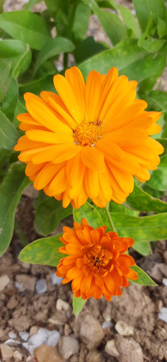 قبسات أدبية - وفاء القاضي tweet media