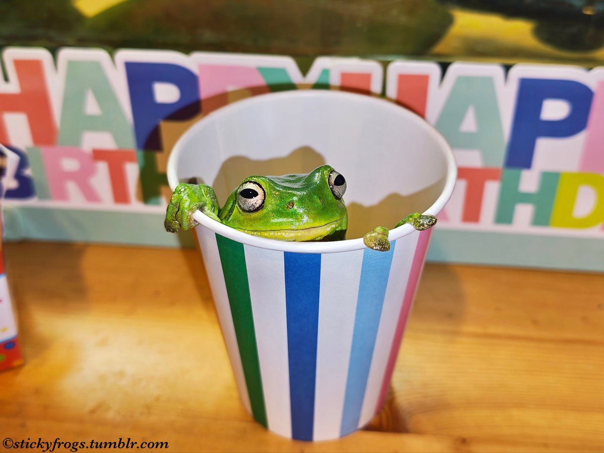 Sticky Frogs tweet media