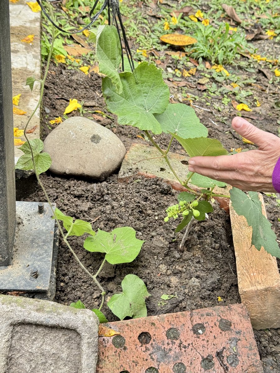 Luigi Sarria Ayerbe tweet media