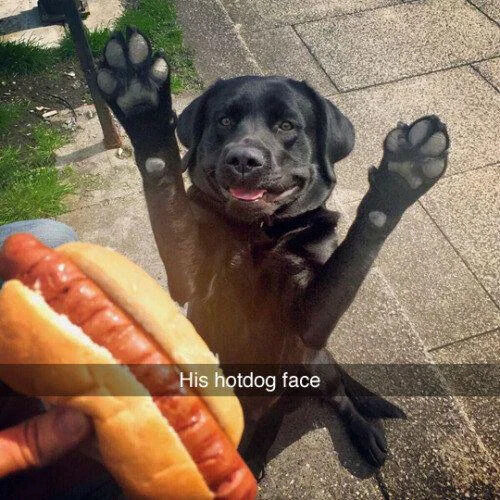 WholesomeMemes (@wholesomememe) on Twitter photo 