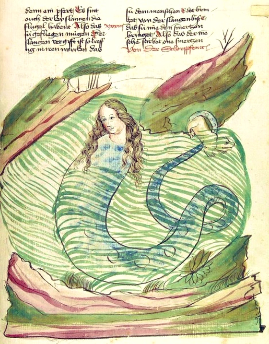 Plantagenet tweet media