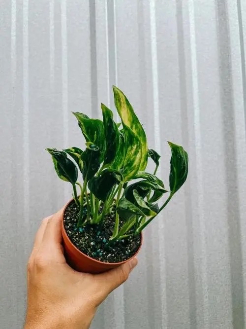 cedric lorentz tweet media