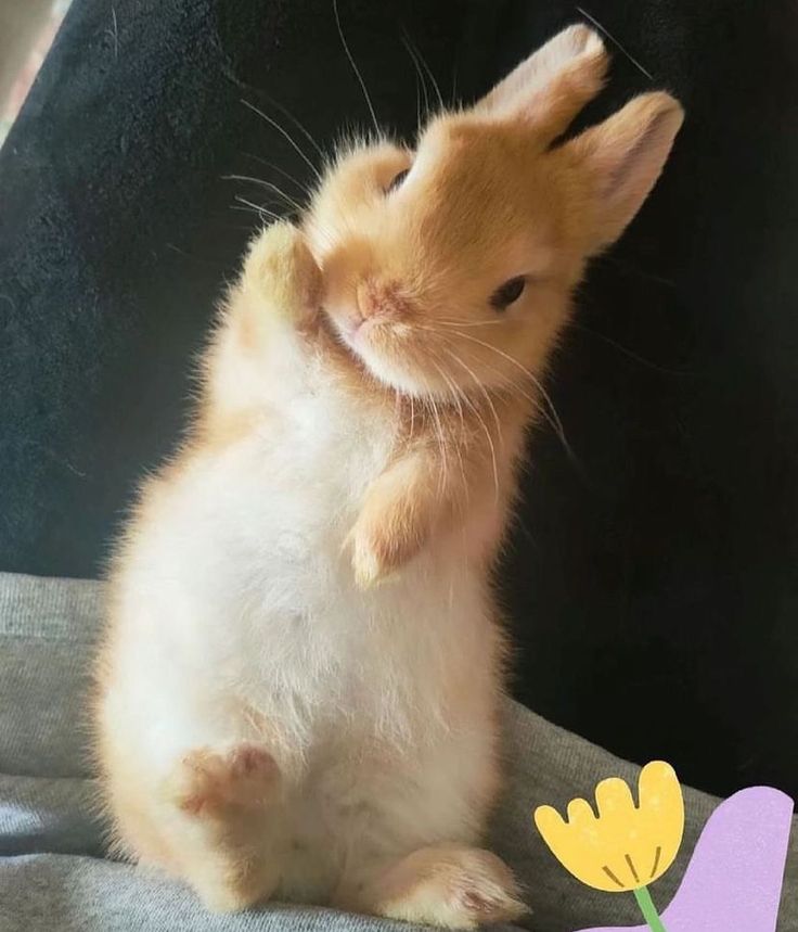 Rabbit Lovers Community USA tweet media