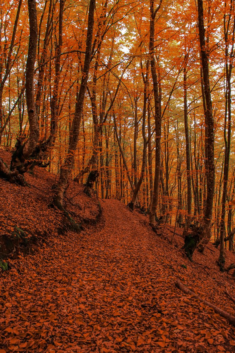 Angel Perez Santa tweet media