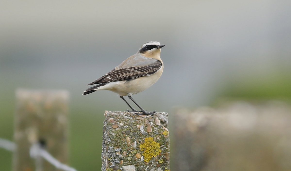 Another from last nights walk at KGV