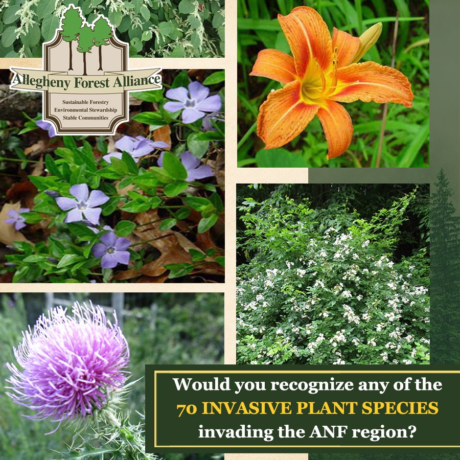 AFAAction tweet media