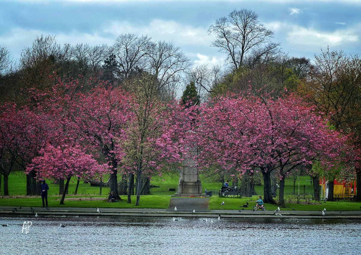 AbhaPaulina's tweet image. April cherry Blossoms 🌸 in Glasgow ✨🫶 #Glasgow #Spring @VisitScotland @Glasgow_Live