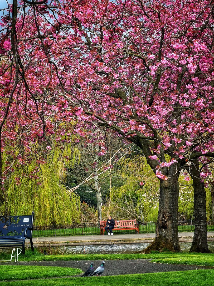 AbhaPaulina's tweet image. April cherry Blossoms 🌸 in Glasgow ✨🫶 #Glasgow #Spring @VisitScotland @Glasgow_Live