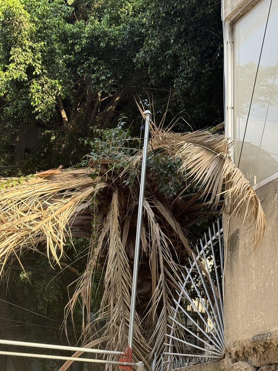 Sara Y Munoz tweet media