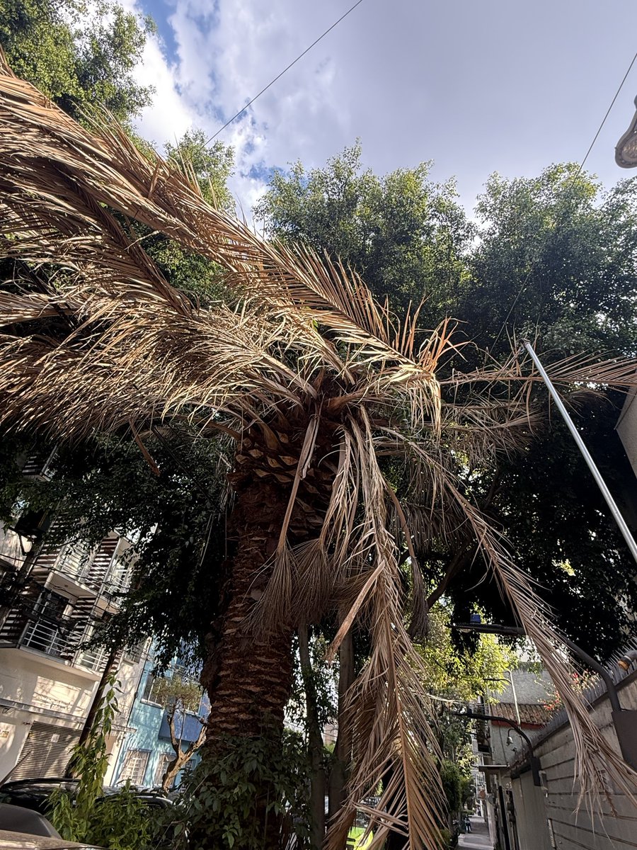 Sara Y Munoz tweet media