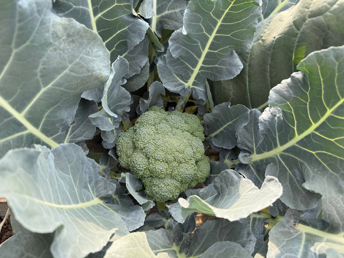 asghar shabbir tweet media