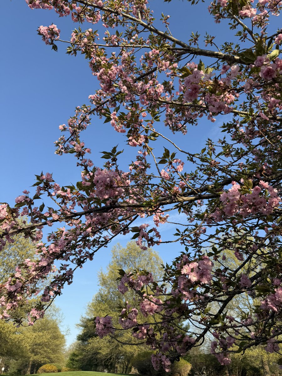MrsBurns231's tweet photo. Although I’d prefer it to be a tad cooler- I love all the Spring flowers 🌷#fitleaders #justrun #justlift #noexcuses https://t.co/V9pZdg84ZW