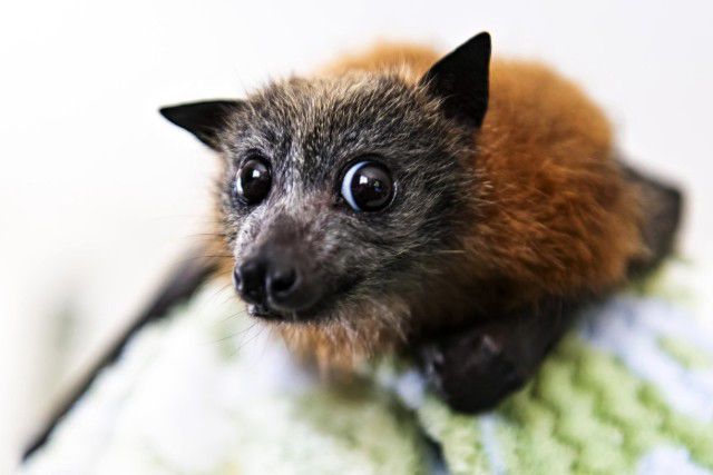 horse dentist tweet media