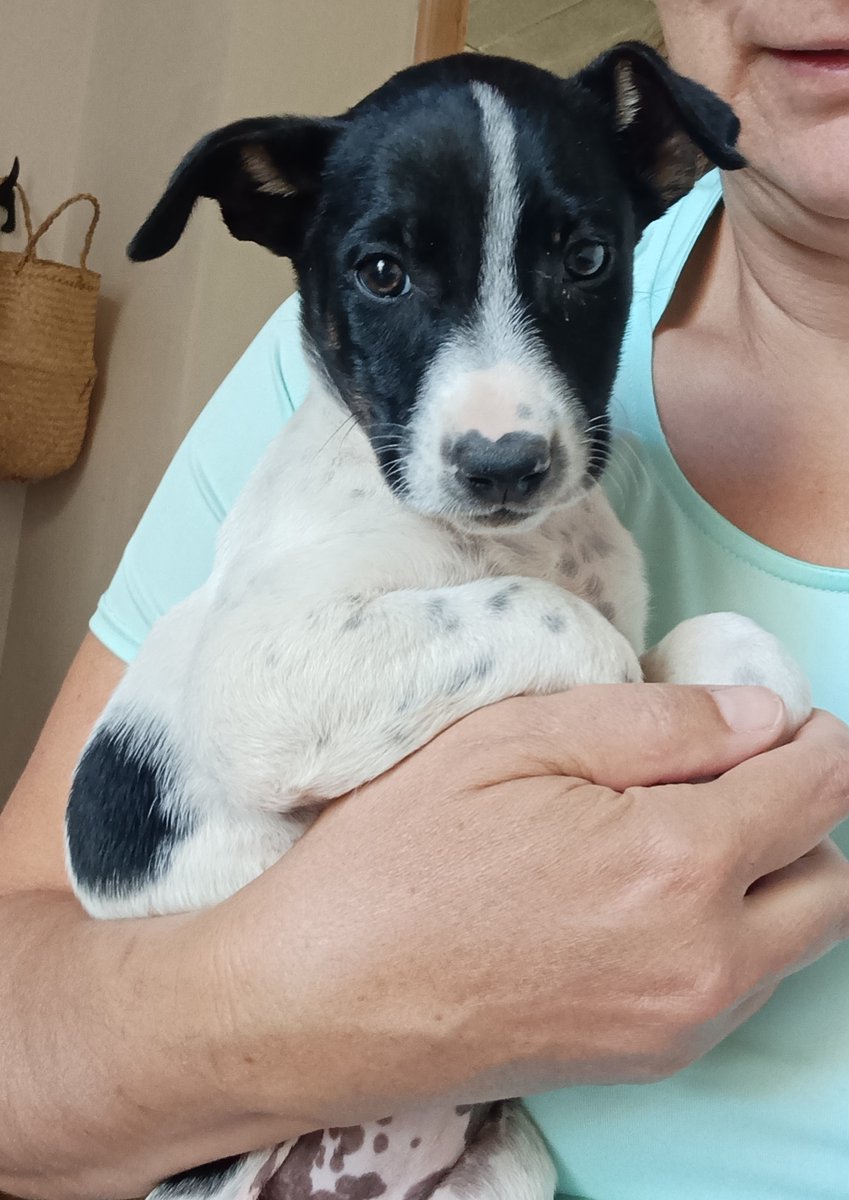 NuevaVidaAdop's tweet image. #madrid
LIRA  cachorrita mestiza de 9 semanas ABANDONADA en una carretera
NECESITA #adopcionresponsable
Sociable con niños 🐶🐱
Se entrega chipada,vacunada,desparasitada y CON compromiso de castracion 
CONTACTO 📩facenuevavida@gmail.com 
#adopta #cachorros #adoptame #cachorros