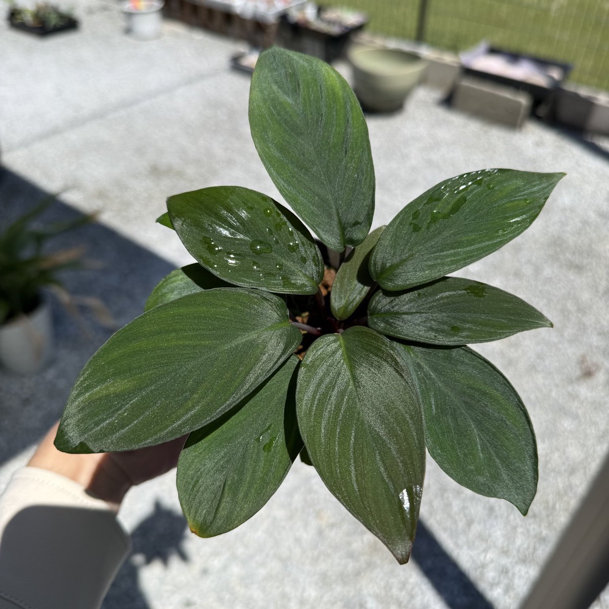 Artifact_UG's tweet photo. リストに無い物でも、お気に入りを、ひっそり��ばせたりしますので、ぜひ会場で探してみてください。
(確実に持って行くものから親・参考株をを少しだけ…)

気合いの物量なので、ブース内での捜索にお時間を頂くかもですm(_ _)m

#アクアブリーダーズフェスタ
#ブリフェス https://t.co/jEpPUtApeU