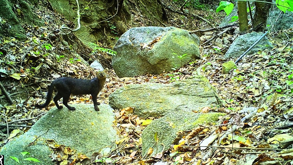 DCasha's tweet image. Fundacion Estacion Biologica Bachaqueros is $944 away from their goal to fulfill a project to purchase Cerro Tortuga from its current owner. 

Donate today 
globalgiving.org/projects/prote…

#conservation #colombia #giveback