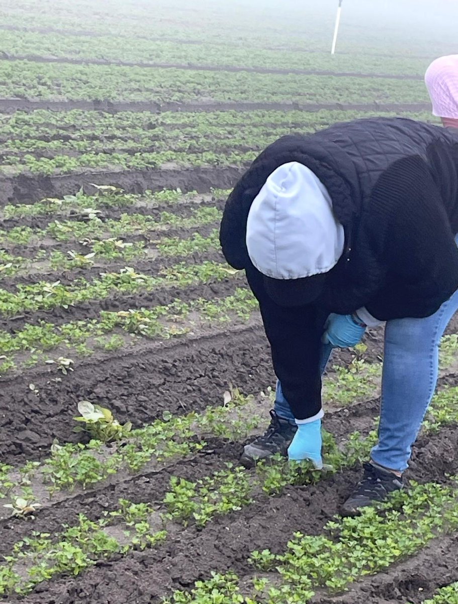 United Farm Workers tweet media
