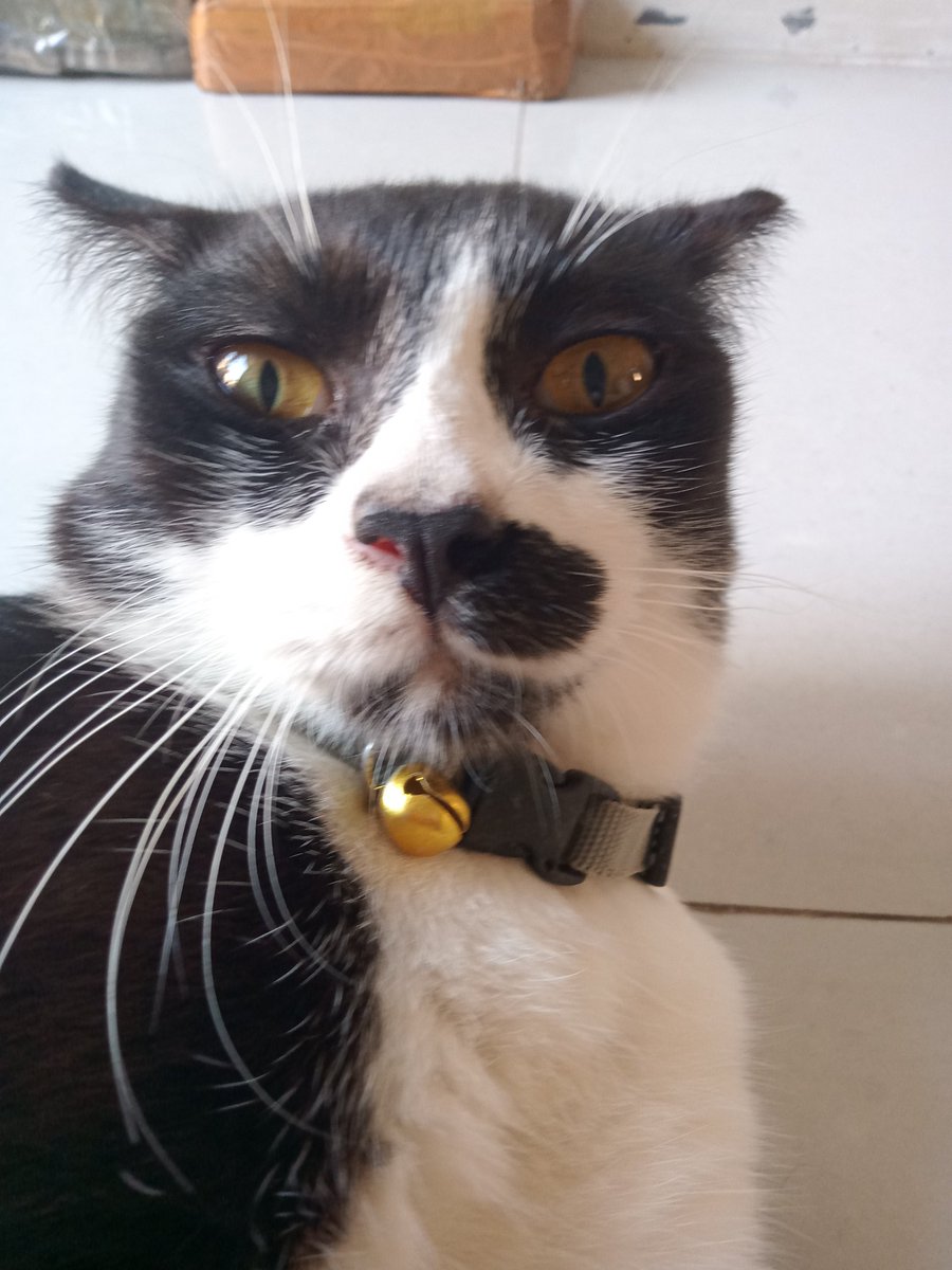 immarockstar tweet media