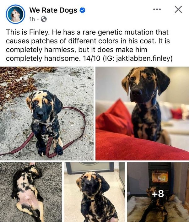 Dog lovers tweet media