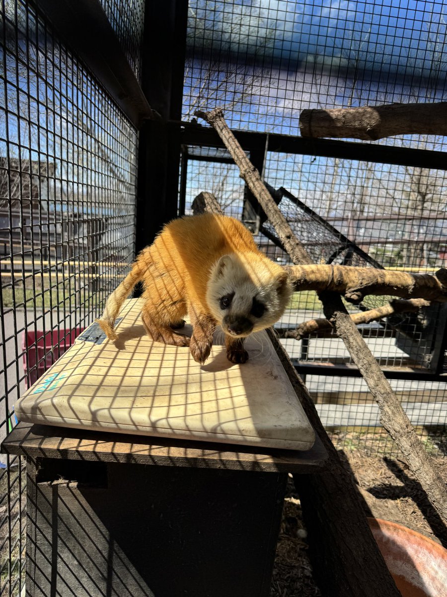 旭川市旭山動物園［公式］ tweet media