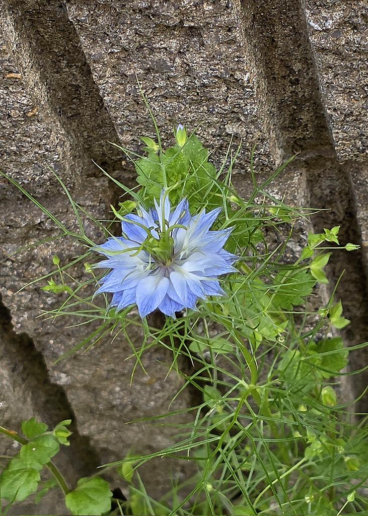 アリンコ tweet media