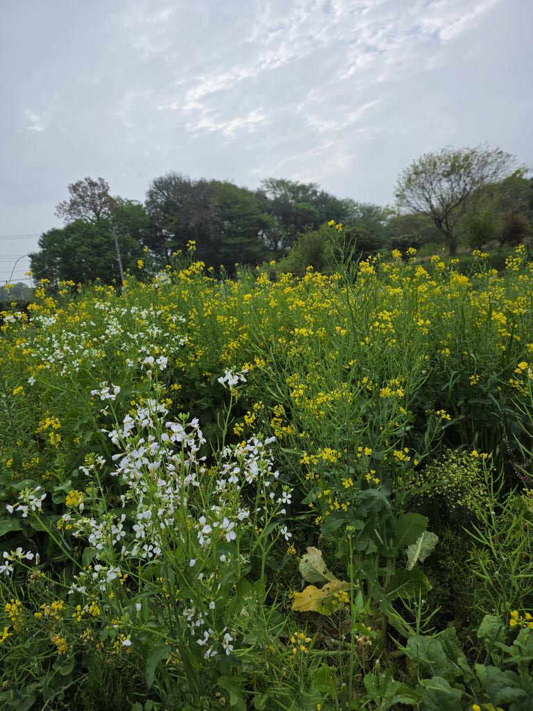 アリンコ tweet media