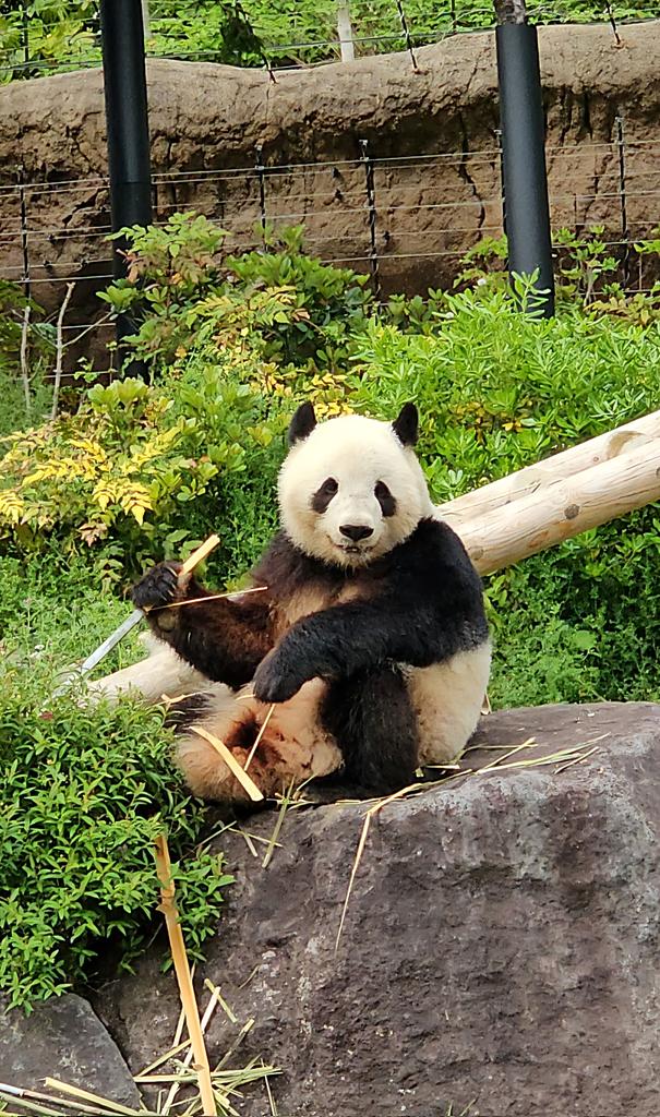 アリンコ tweet media