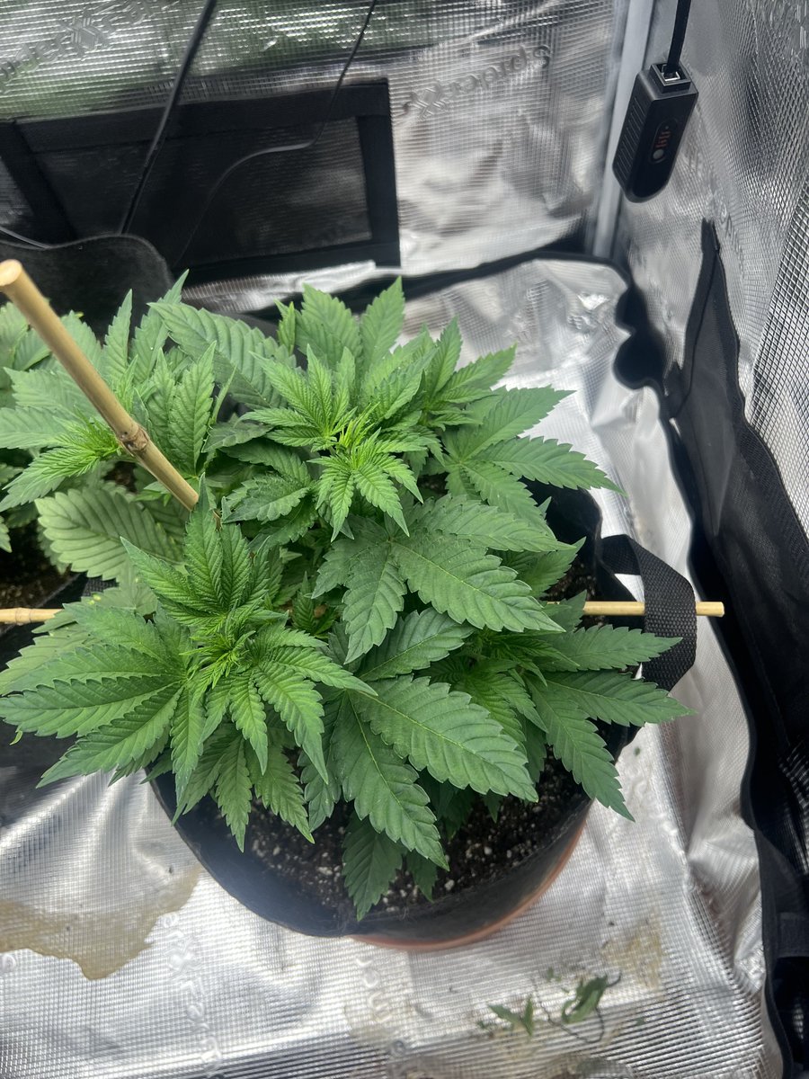 nobadxtrips's tweet photo. Lookin good for a little under 4 weeks. I should probably give her some nutrients huh? https://t.co/sTtxroKkfc