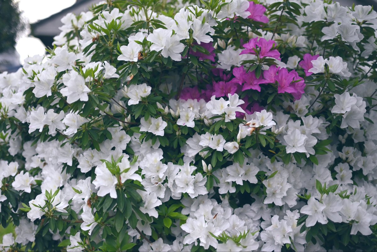 ゆのママ tweet media