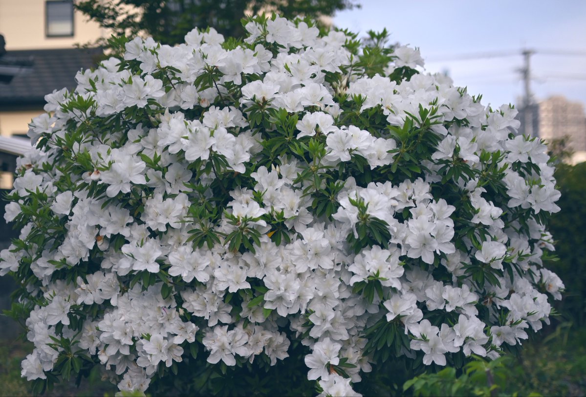 ゆのママ tweet media