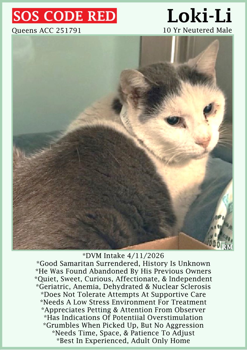 sachikoko's tweet image. 🆘CODE RED🆘TBK SAT 4/18/26🆘🙏🏾PLZ SHARE🆘
🙏🏾PLZ #PLEDGE 2 SAVE MY LIFE
💘Sweet 10YO #Senior White &amp;amp; Gray Kitty "LOKI-LI"💘
😿💔Stray-Abandoned, Geriatric W/ Anemia &amp;amp; Dehydration
🚨Needs #Adoption #Rescue #Foster🚨
⏩251791 facebook.com/photo/?fbid=12…
🙏🏽#AdoptDontShop
#Queens #NYCACC
