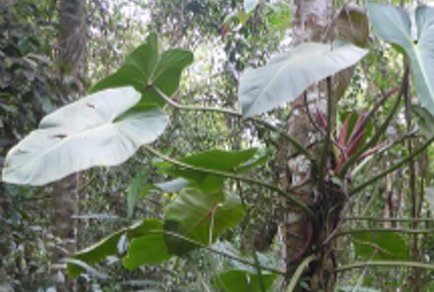 Phytotaxa's tweet image. Philodendron subg. Philodendron (#Araceae) from the State of Rio de Janeiro: #diversity and #taxonomy
doi.org/10.11646/phyto…