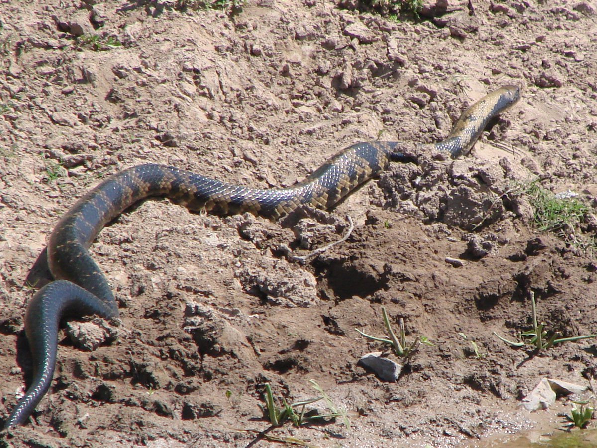 Cecilia Melo 🦀 tweet media